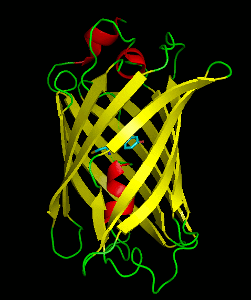 Bioimaging for analysis of protein expression